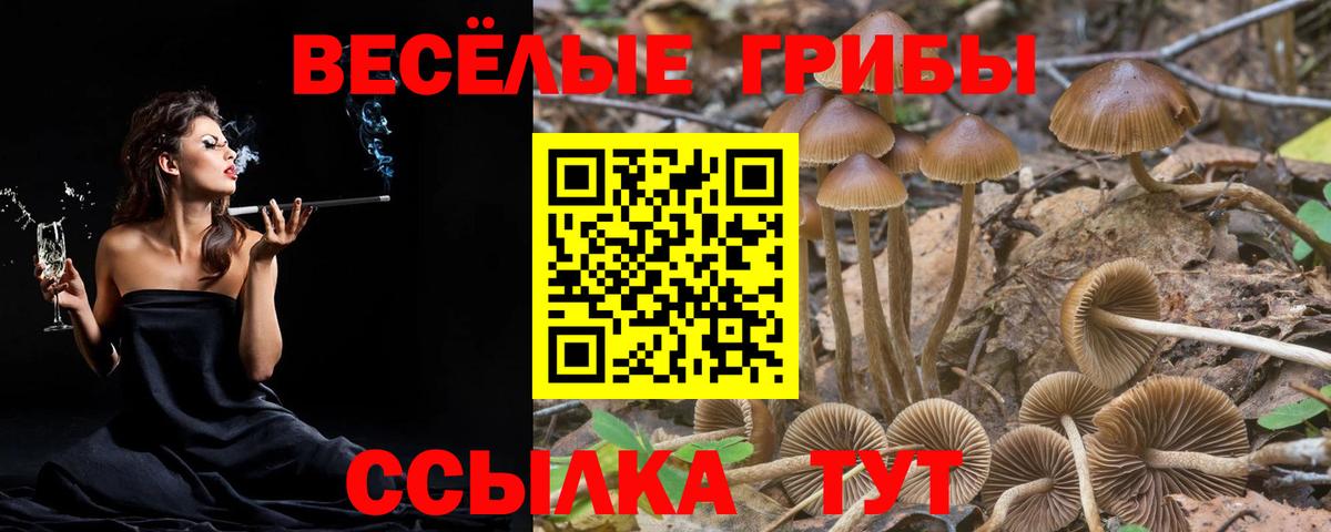 Выборг  закладка  Вход с VPN  Галлюциногенные грибы прущие грибы 